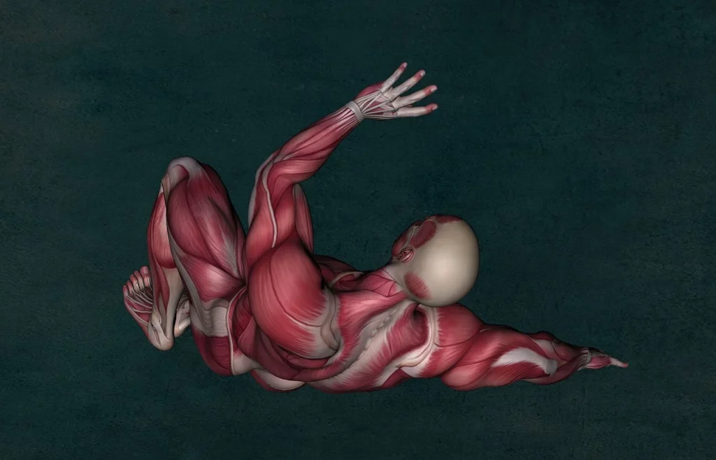 anatomie